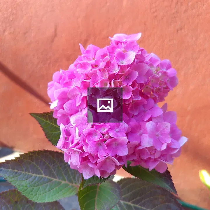 Hydrangea cluster against terracotta