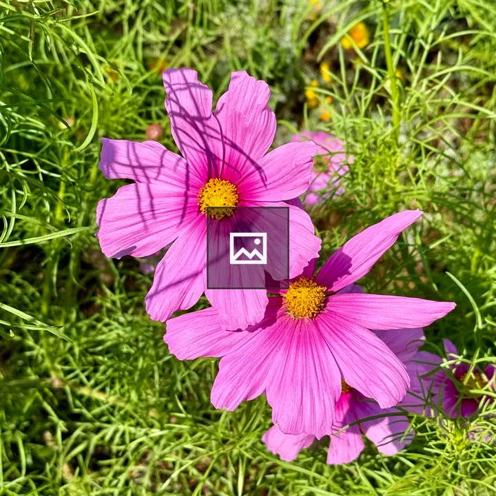 Cosmos Flowers in Sunlight