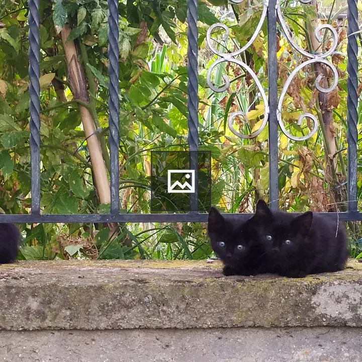 Cute black kittens on a fence