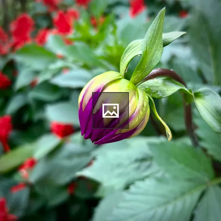 Flower in Green and Pink
