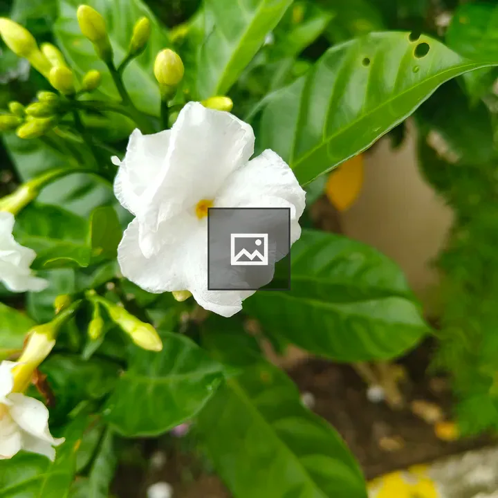 White flower with green leaves