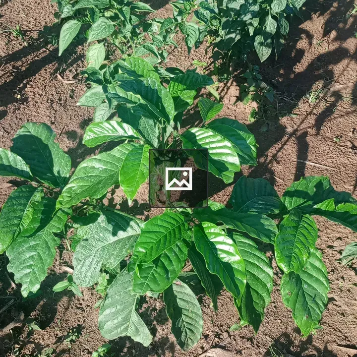 Young coffee in the garden