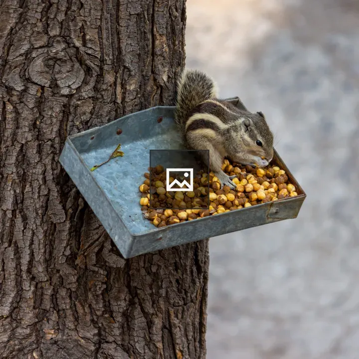 Squirrel eating food from a tray