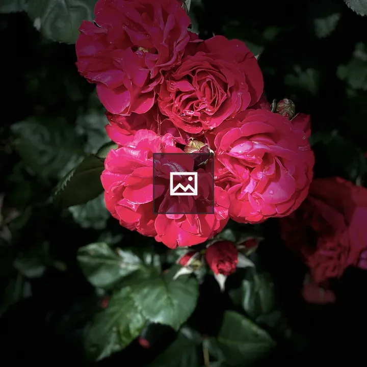 Close-up Roses with Water Droplets