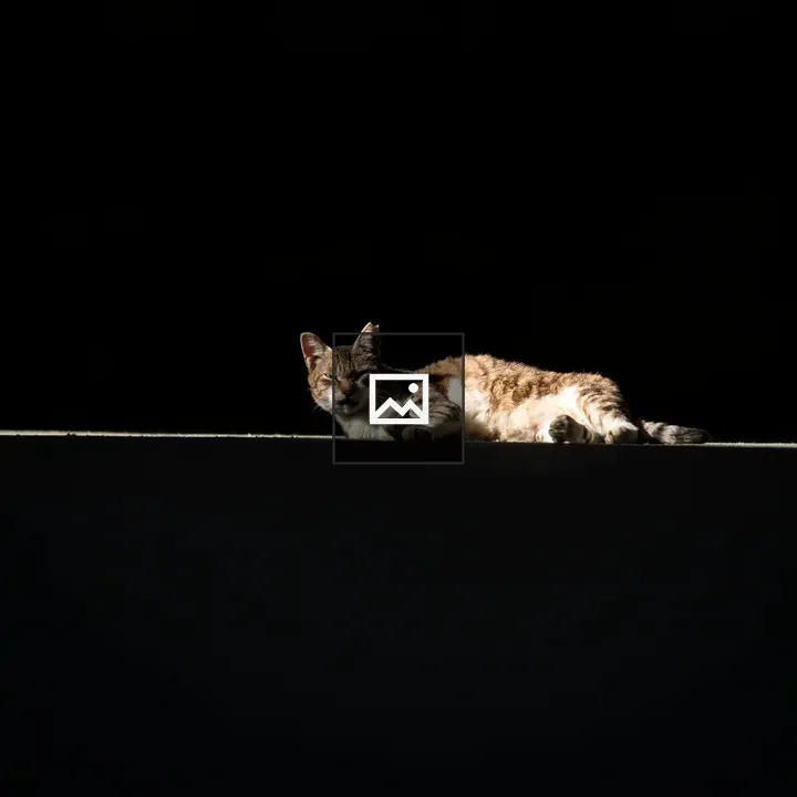 Tiger-striped house cat on a ledge