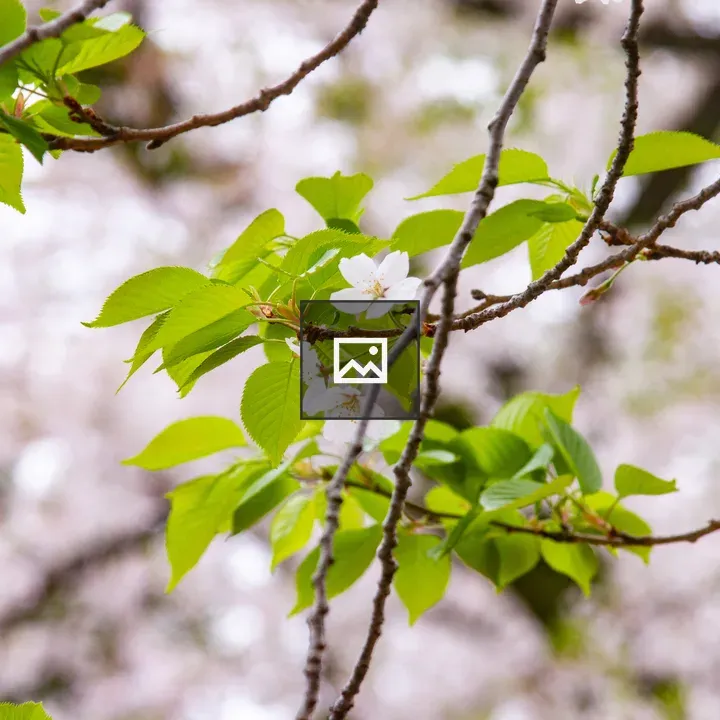Branch with green leaves and white flowers