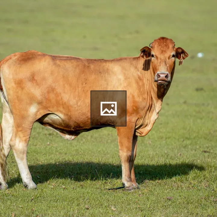 Brown cow in a field