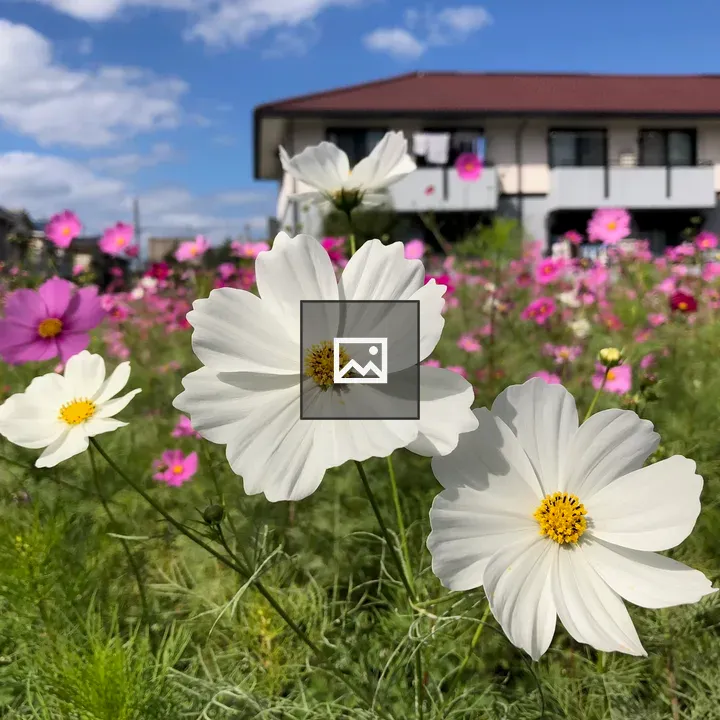 Cosmos flowers in field with buildings