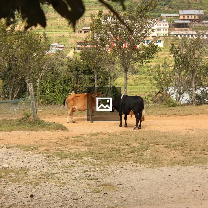 Cows in Village Scene