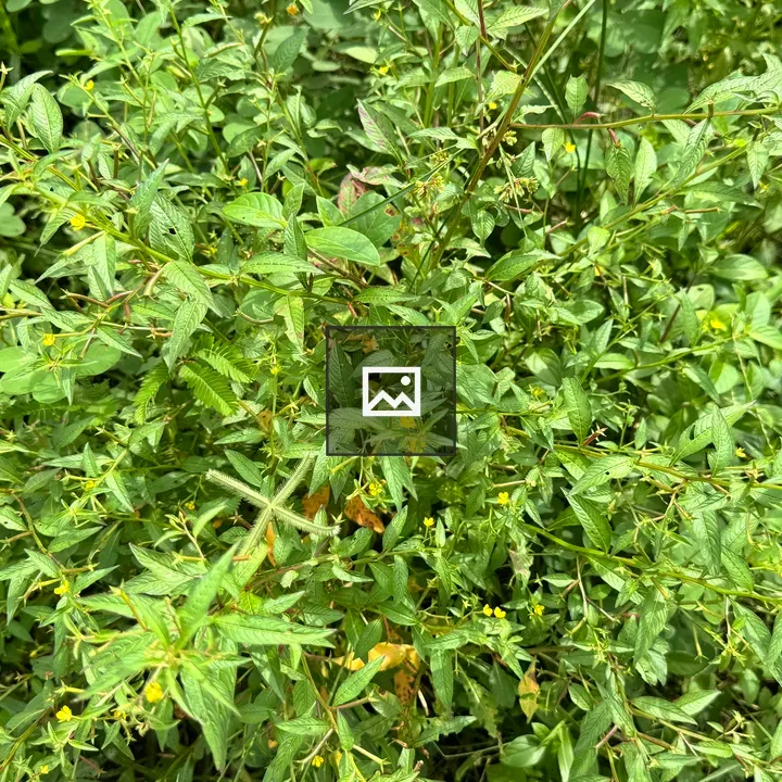 Top-down view of green bush with yellow flowers