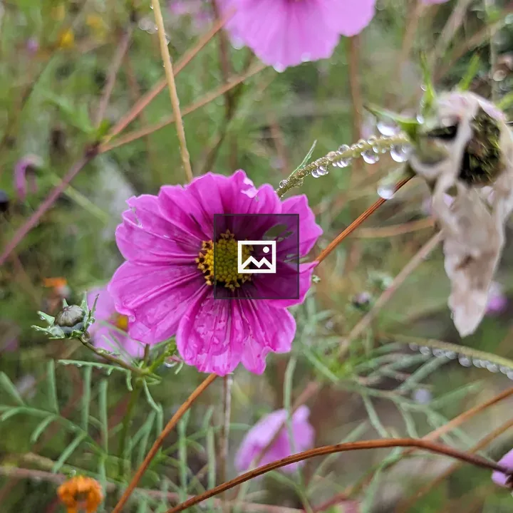 Pink flower with rain droplets