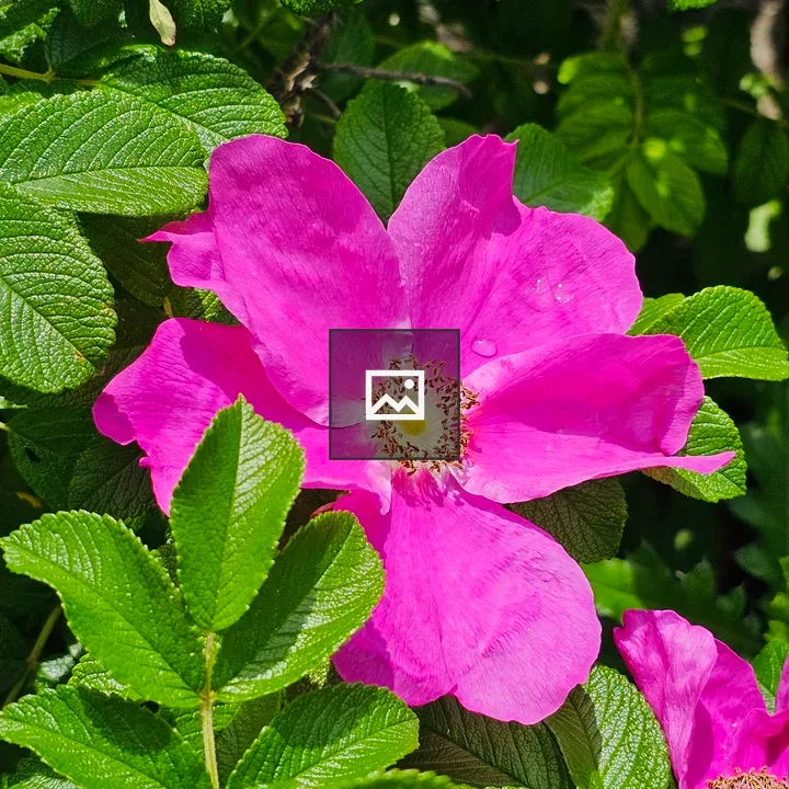 Rosa rugosa flower close-up