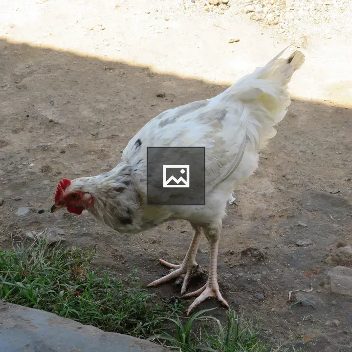 White hen pecking ground