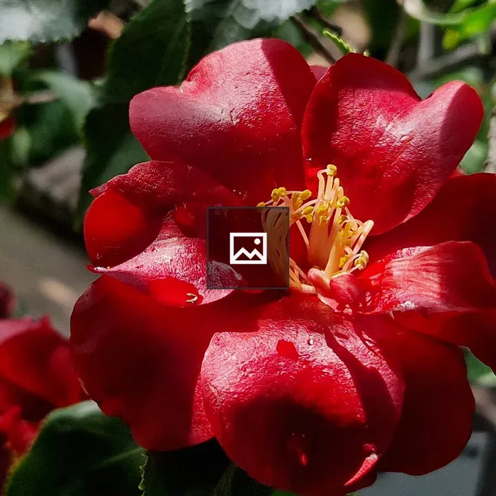Camellia japonica Black Magic