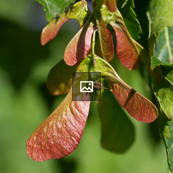 Acer tataricum Fruits