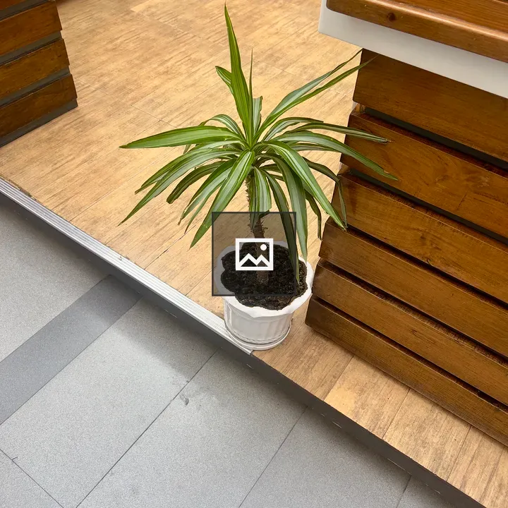 Potted plant on wooden floor