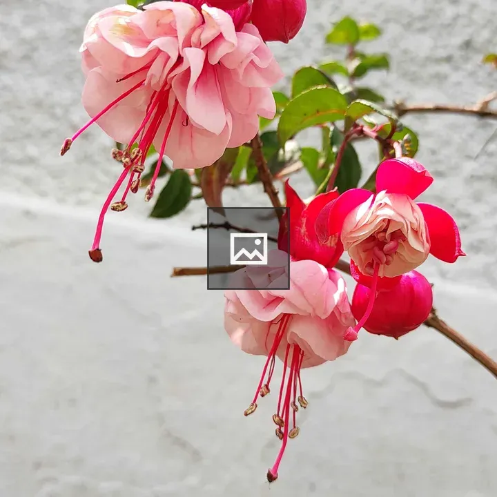 Fuchsia Flowers Close-Up