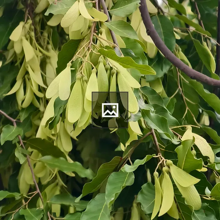 Branch with samaras and leaves