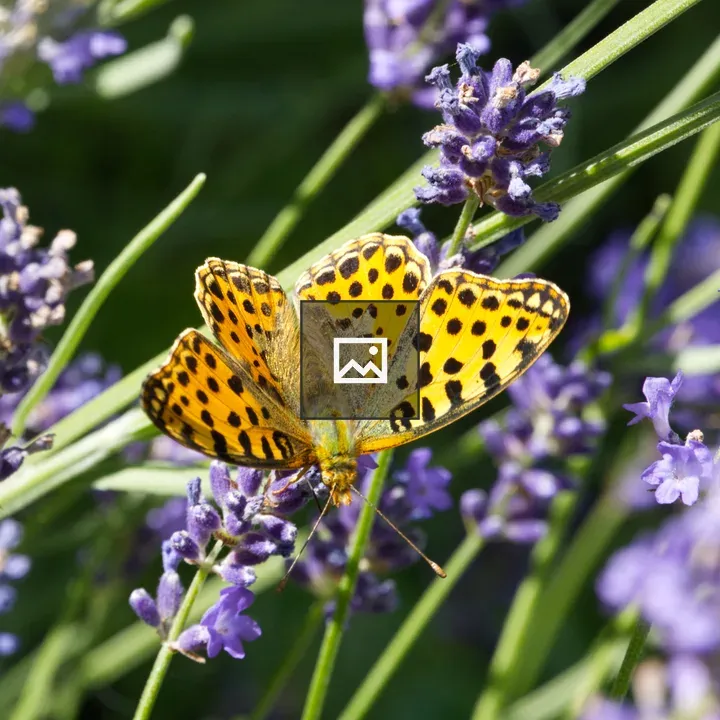 Butterfly on Lavender Flowers