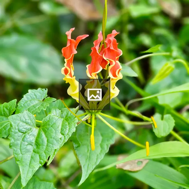 Gloriosa blossom in Kerala