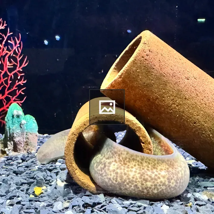 Spotted moray eel in clay pipe