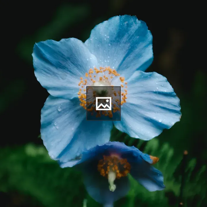 Two blue flowers with yellow centers