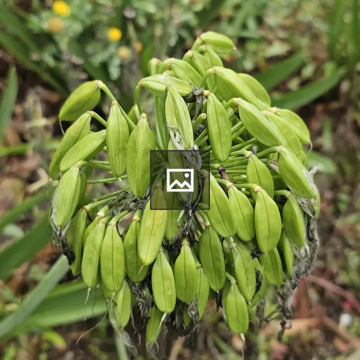 Agapanthus seed pods