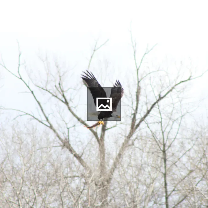 Eagle in Flight with Fish