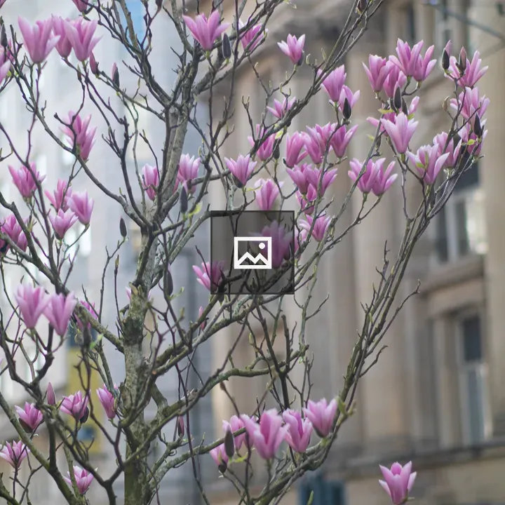 Magnolia Tree