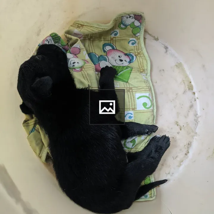 Sleeping black puppy in a bucket