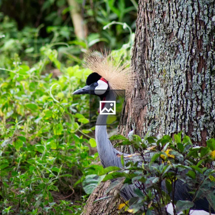 Uganda crested crane among foliage