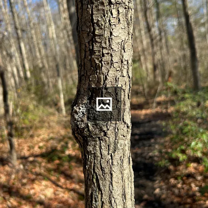 Endless Wall Trail scene
