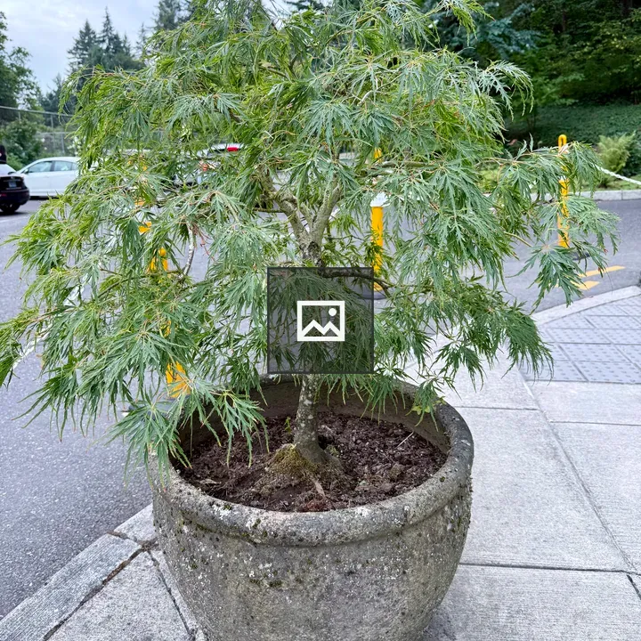 Japanese Maple Bonsai on sidewalk
