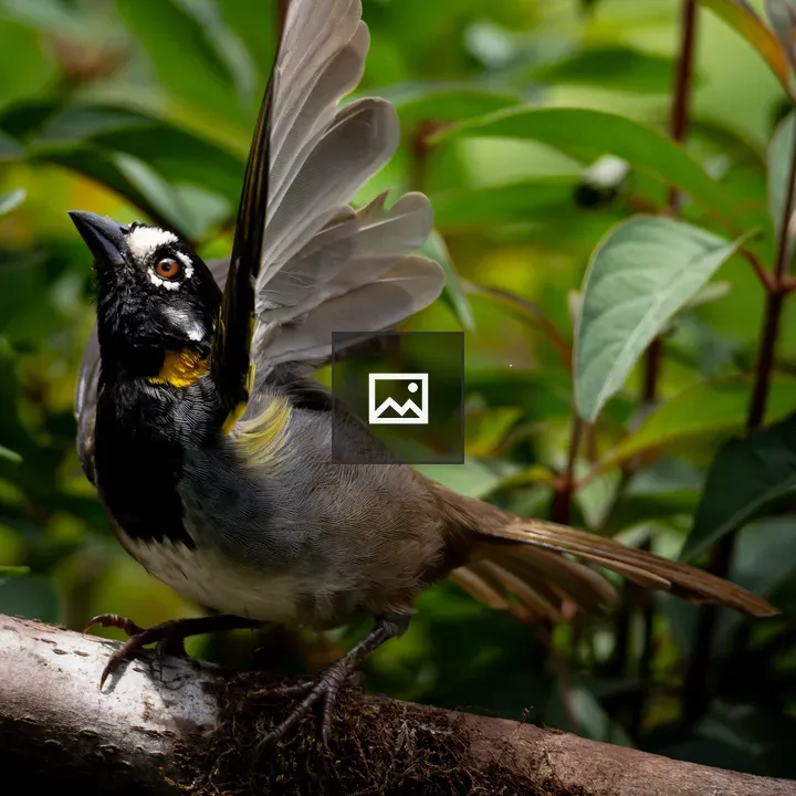Bird with Black Head and Yellow Throat