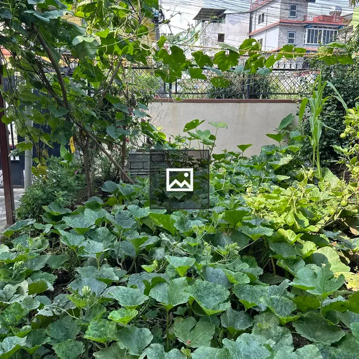Lush garden with green leaves