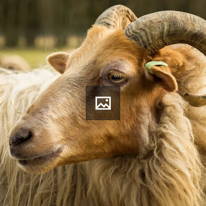Close-up of a sheep