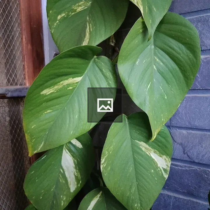 Close-up Leaves with Variegation