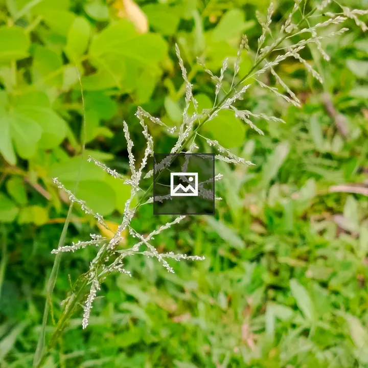 Close-up Grass Stem with Seed Heads