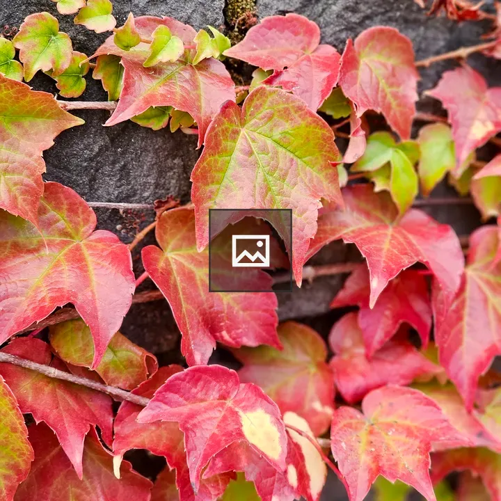 Bright red ivy on gray wall