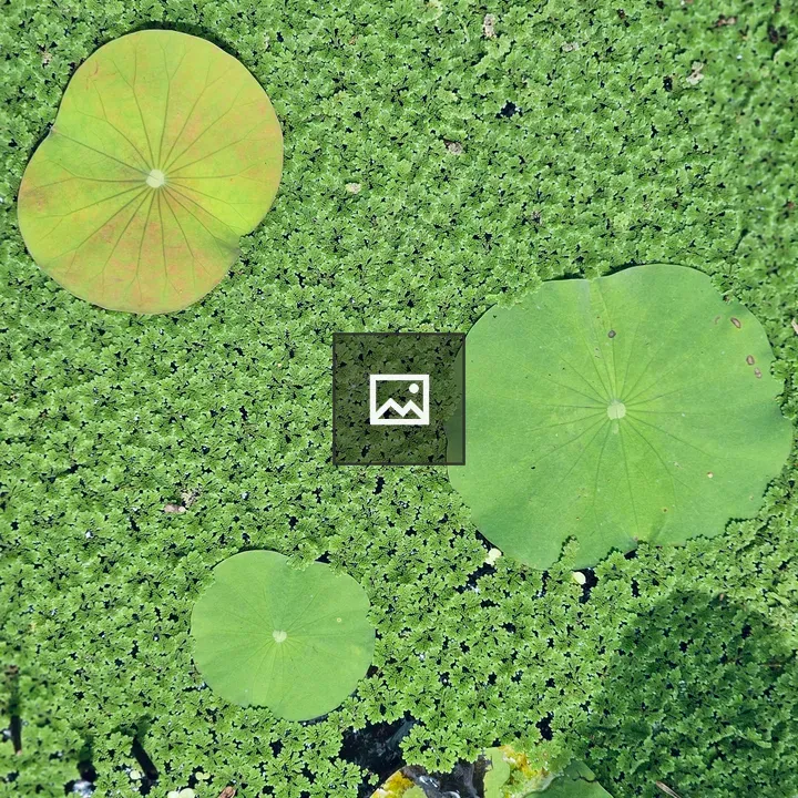 Round lotus leaves on pond