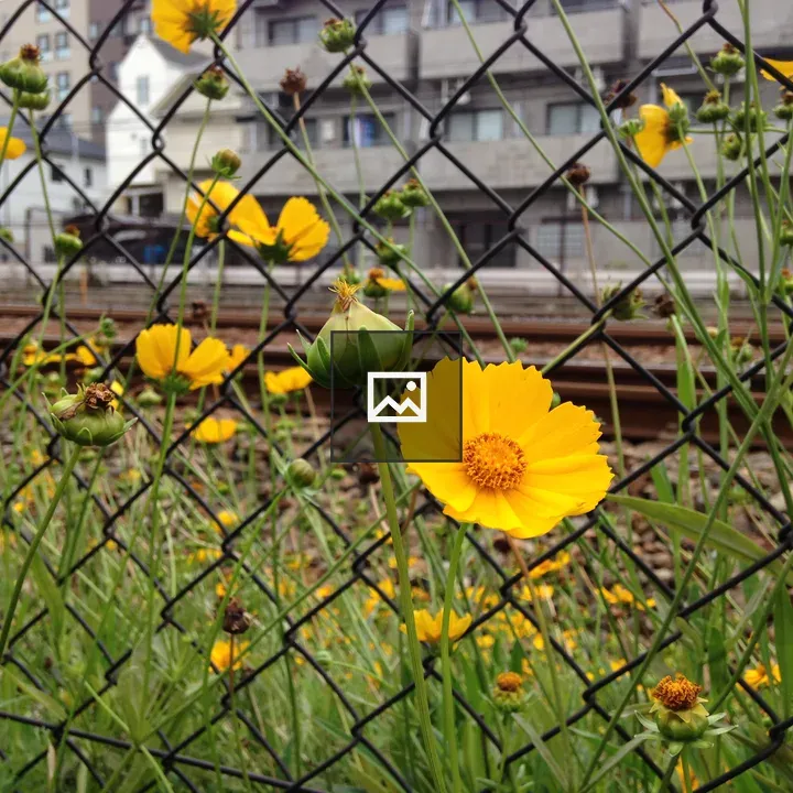 Yellow flowers in front of a fence