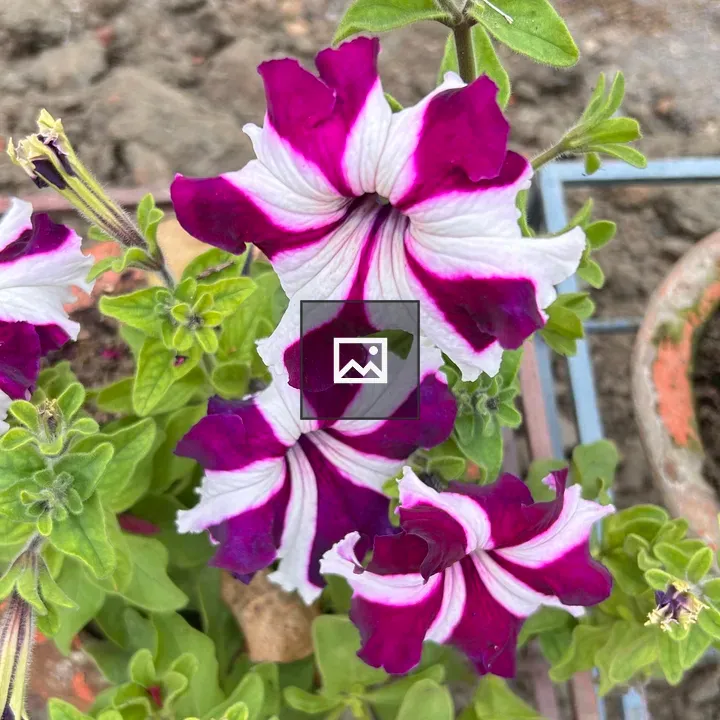 Petunia Flowers Close-Up