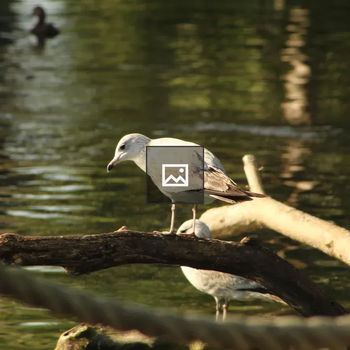 Seagulls by Calm Water