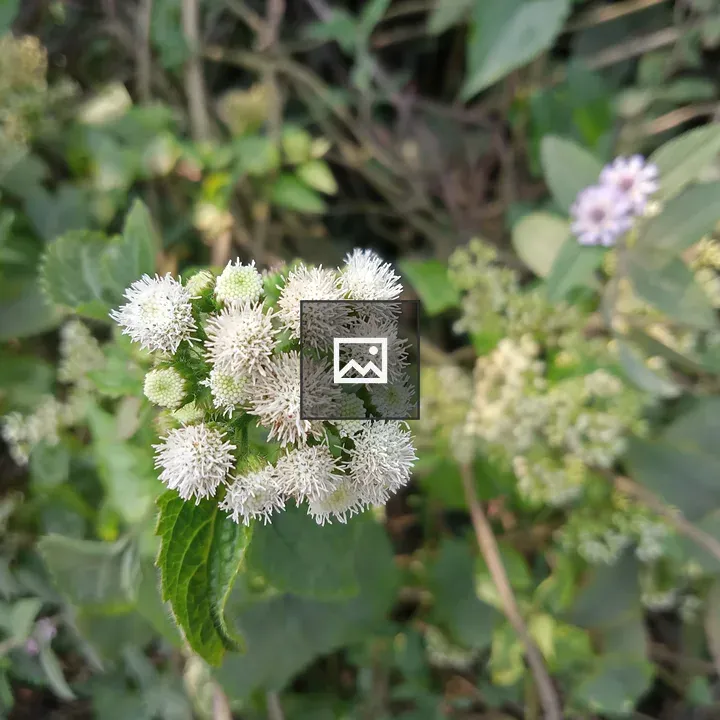 Small white flowers with distant color