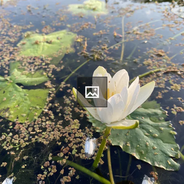 White lotus blooming on pond