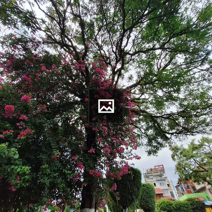 Tree with Pink Flowers