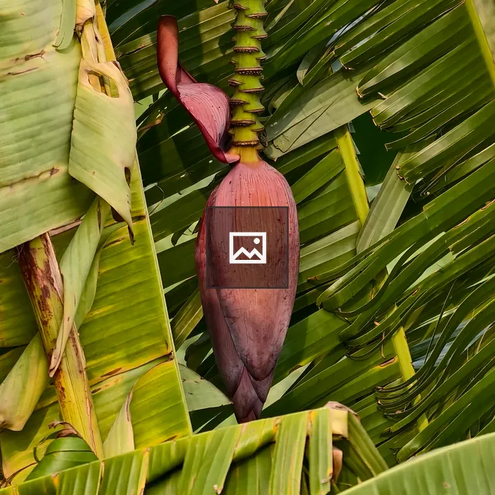 Banana leaf cluster with flowering bud