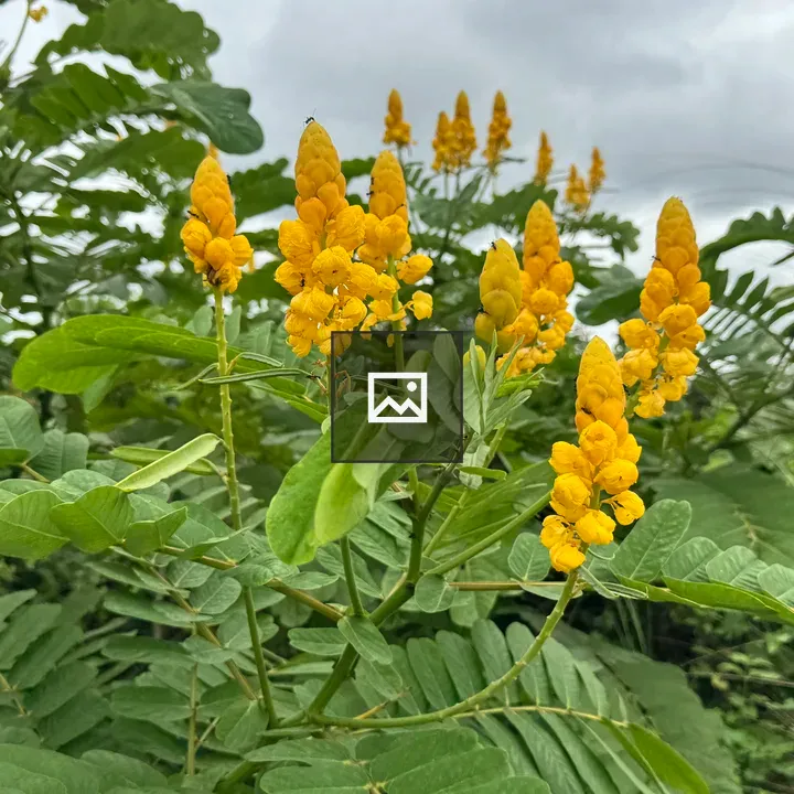 Yellow Flowering Plants Close-Up