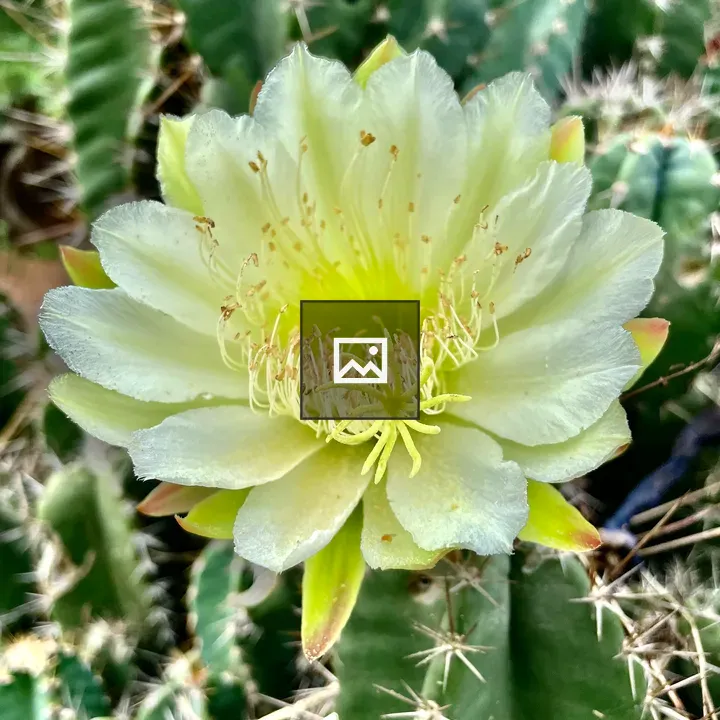 Cactus Flower in Kerala