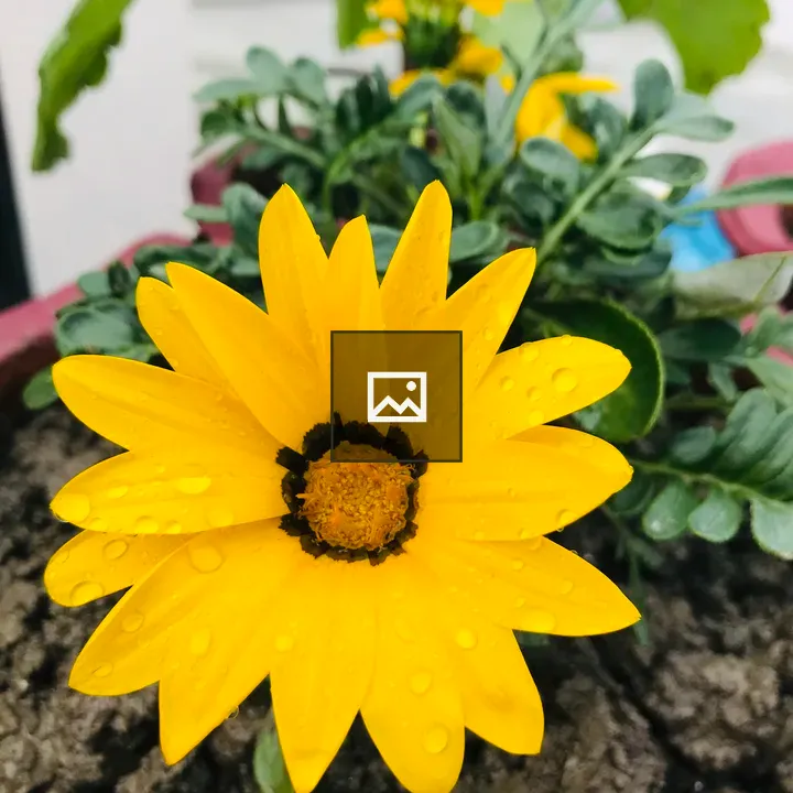 Yellow Flower with Water Droplet